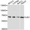 URI1 Prefoldin Like Chaperone antibody, abx126764, Abbexa, Western Blot image 