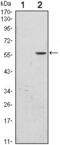 CD276 Molecule antibody, GTX82773, GeneTex, Western Blot image 