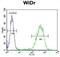 Coiled-Coil-Helix-Coiled-Coil-Helix Domain Containing 2 antibody, abx025575, Abbexa, Western Blot image 