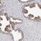 Ring Finger Protein 220 antibody, NBP1-88487, Novus Biologicals, Immunohistochemistry paraffin image 