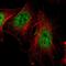 Sp1 Transcription Factor antibody, NBP1-85812, Novus Biologicals, Immunofluorescence image 