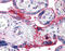 Integrin Subunit Beta 1 antibody, 51-661, ProSci, Immunohistochemistry paraffin image 