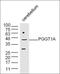 Farnesyltransferase, CAAX Box, Alpha antibody, orb1273, Biorbyt, Western Blot image 