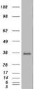 Growth Differentiation Factor 15 antibody, ab39999, Abcam, Western Blot image 