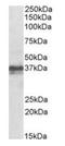 Forkhead Box I3 antibody, orb22533, Biorbyt, Western Blot image 