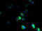 Tetraspanin 16 antibody, A61562-100, Epigentek, Immunofluorescence image 