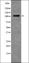 Basic Leucine Zipper ATF-Like Transcription Factor 3 antibody, orb339169, Biorbyt, Western Blot image 