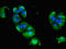 Adaptor Related Protein Complex 1 Subunit Gamma 1 antibody, LS-C677143, Lifespan Biosciences, Immunofluorescence image 