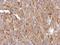 Annexin A3 antibody, NBP2-15407, Novus Biologicals, Immunohistochemistry frozen image 