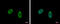 COP9 Signalosome Subunit 2 antibody, GTX116463, GeneTex, Immunofluorescence image 