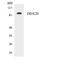 DEAD-Box Helicase 20 antibody, LS-C291872, Lifespan Biosciences, Western Blot image 