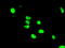 Aryl Hydrocarbon Receptor Nuclear Translocator antibody, LS-C115184, Lifespan Biosciences, Immunofluorescence image 