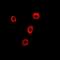 COPB antibody, orb341223, Biorbyt, Immunofluorescence image 