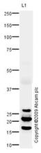 Folate Receptor Alpha antibody, ab67422, Abcam, Western Blot image 