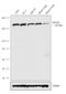 Rho Associated Coiled-Coil Containing Protein Kinase 1 antibody, LF-PA0048, Invitrogen Antibodies, Western Blot image 