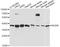 Neuroguidin antibody, A14546, ABclonal Technology, Western Blot image 