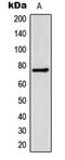 Solute Carrier Family 27 Member 5 antibody, MBS8218830, MyBioSource, Western Blot image 