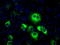Thromboxane A Synthase 1 antibody, TA501358, Origene, Immunofluorescence image 