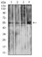 CD79a antibody, NBP2-61794, Novus Biologicals, Western Blot image 