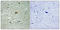 Histone Deacetylase 6 antibody, A00595S22, Boster Biological Technology, Immunohistochemistry frozen image 