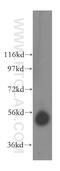 Cyclase Associated Actin Cytoskeleton Regulatory Protein 2 antibody, 15865-1-AP, Proteintech Group, Western Blot image 