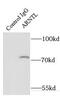 Aryl Hydrocarbon Receptor Nuclear Translocator Like antibody, FNab00596, FineTest, Immunoprecipitation image 