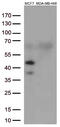 GATA Binding Protein 3 antibody, LS-C796986, Lifespan Biosciences, Western Blot image 