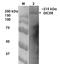 Amyloid Beta Precursor Protein Binding Family A Member 1 antibody, orb99260, Biorbyt, Western Blot image 