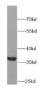 Aldose reductase antibody, FNab00261, FineTest, Western Blot image 