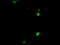 COP9 signalosome complex subunit 6 antibody, LS-C174568, Lifespan Biosciences, Immunofluorescence image 