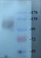 CD49D antibody, orb6244, Biorbyt, Western Blot image 