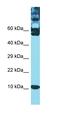 Thioredoxin antibody, orb333742, Biorbyt, Western Blot image 