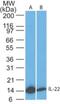 Interleukin 22 antibody, NBP2-27339, Novus Biologicals, Western Blot image 