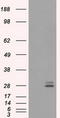 Prolactin antibody, LS-C114802, Lifespan Biosciences, Western Blot image 
