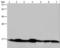 NADH:Ubiquinone Oxidoreductase Subunit A13 antibody, LS-C405030, Lifespan Biosciences, Western Blot image 