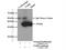 NSF Attachment Protein Beta antibody, 14106-1-AP, Proteintech Group, Immunoprecipitation image 