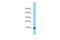 G Protein Subunit Gamma 4 antibody, PA5-70824, Invitrogen Antibodies, Western Blot image 