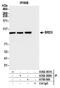 Bromodomain Containing 3 antibody, A700-069, Bethyl Labs, Immunoprecipitation image 