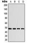 Basigin (Ok Blood Group) antibody, LS-C353920, Lifespan Biosciences, Western Blot image 