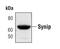 Syntaxin-binding protein 4 antibody, MA5-14940, Invitrogen Antibodies, Western Blot image 