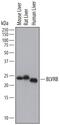 Biliverdin Reductase B antibody, AF6568, R&D Systems, Western Blot image 