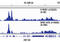 RNA Polymerase II Subunit A antibody, 13523S, Cell Signaling Technology, Chromatin Immunoprecipitation image 