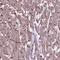 COMM Domain Containing 4 antibody, PA5-64300, Invitrogen Antibodies, Immunohistochemistry frozen image 