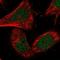 HDGF Like 3 antibody, NBP2-13246, Novus Biologicals, Immunofluorescence image 