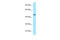 TEA Domain Transcription Factor 1 antibody, 29-078, ProSci, Enzyme Linked Immunosorbent Assay image 