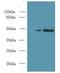 Mitochondrial Ribosomal Protein S5 antibody, LS-C376160, Lifespan Biosciences, Western Blot image 