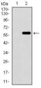 WD Repeat Domain 66 antibody, GTX60768, GeneTex, Western Blot image 