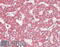 Synaptosome Associated Protein 23 antibody, 42-821, ProSci, Western Blot image 