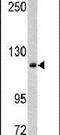 Mastermind Like Transcriptional Coactivator 3 antibody, PA5-13678, Invitrogen Antibodies, Western Blot image 