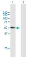 Lipase I antibody, H00149998-B01P, Novus Biologicals, Western Blot image 